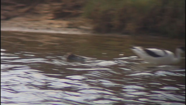 Red-necked Phalarope - ML265322031