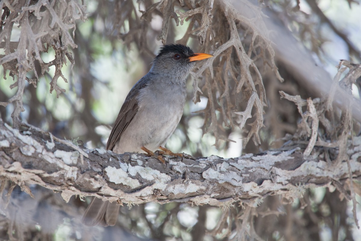 Malagasy Bulbul - ML265323541