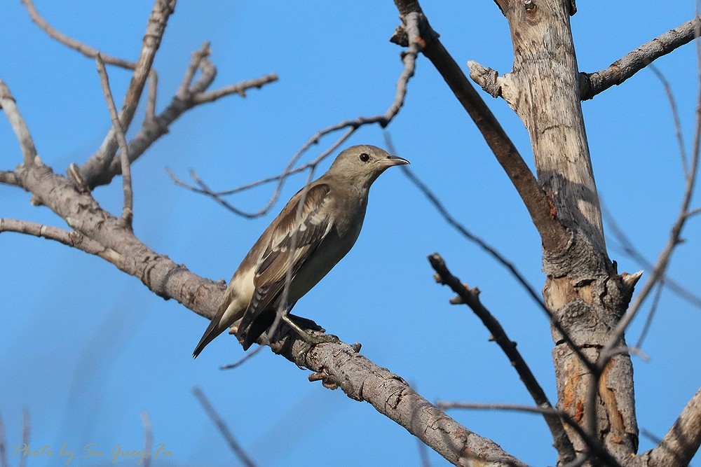 špaček mandžuský - ML265324111