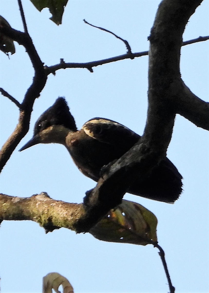 Heart-spotted Woodpecker - Girish Chhatpar
