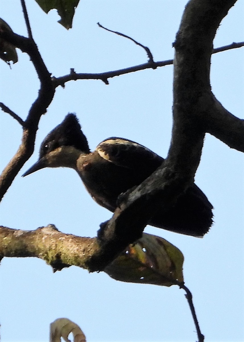 Heart-spotted Woodpecker - ML265325951