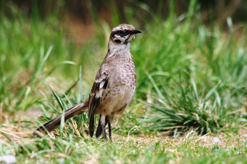 Long-tailed Mockingbird - ML265327061