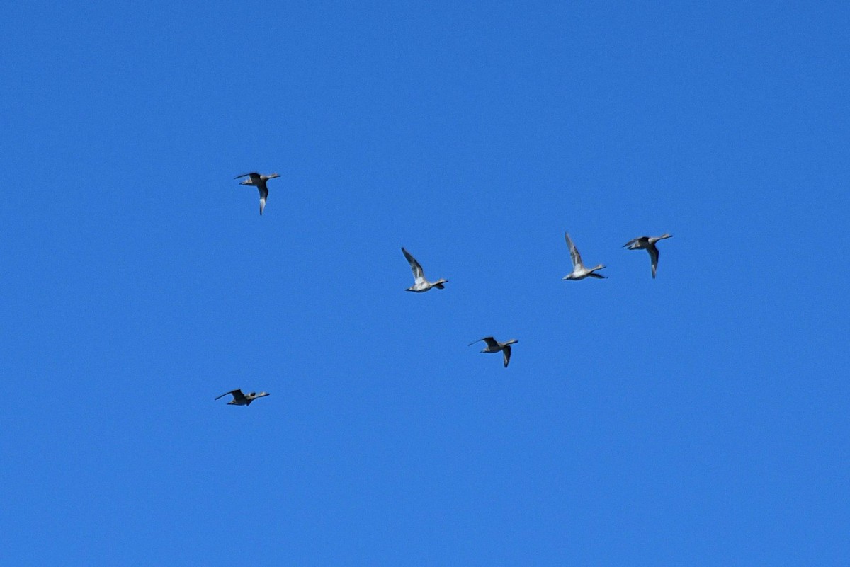 Northern Pintail - ML265328381