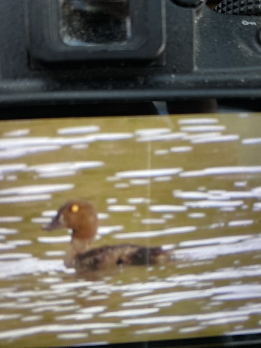 Common Goldeneye - ML265329061