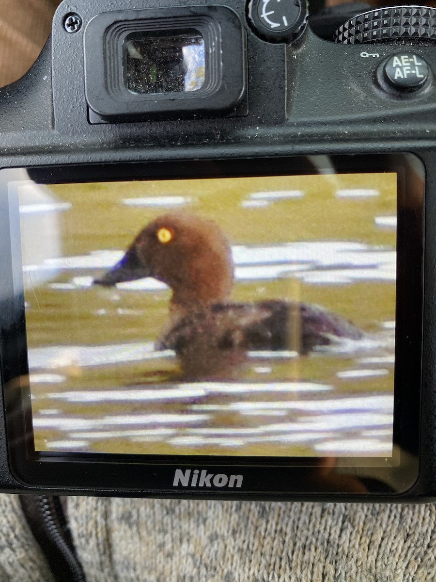 Common Goldeneye - ML265329071