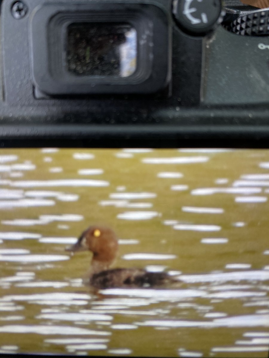 Common Goldeneye - ML265329081