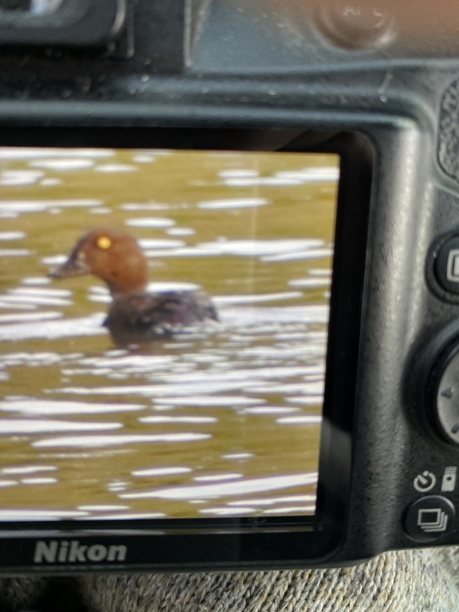 Common Goldeneye - ML265329091