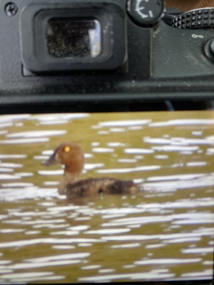 Common Goldeneye - ML265329101