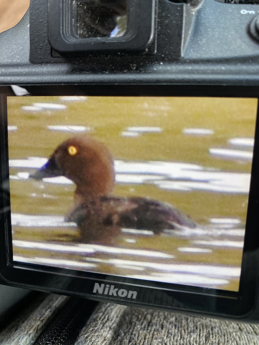 Common Goldeneye - ML265329111