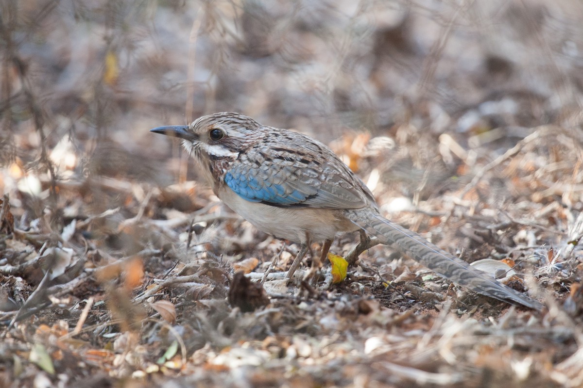 Long-tailed Ground-Roller - Simon Colenutt