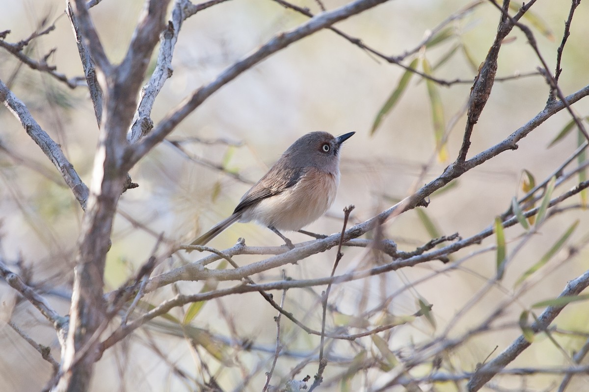 Archbold's Newtonia - Simon Colenutt