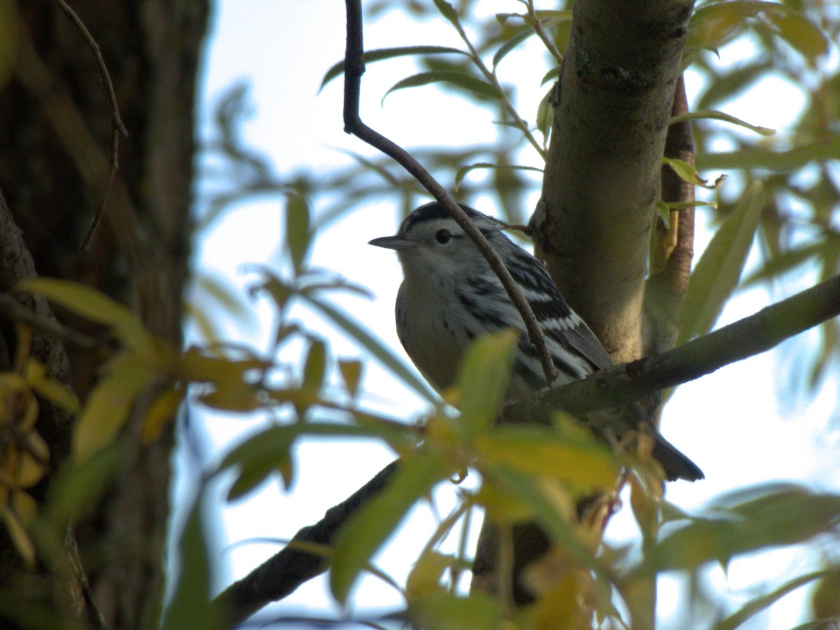 Black-and-white Warbler - ML265332051