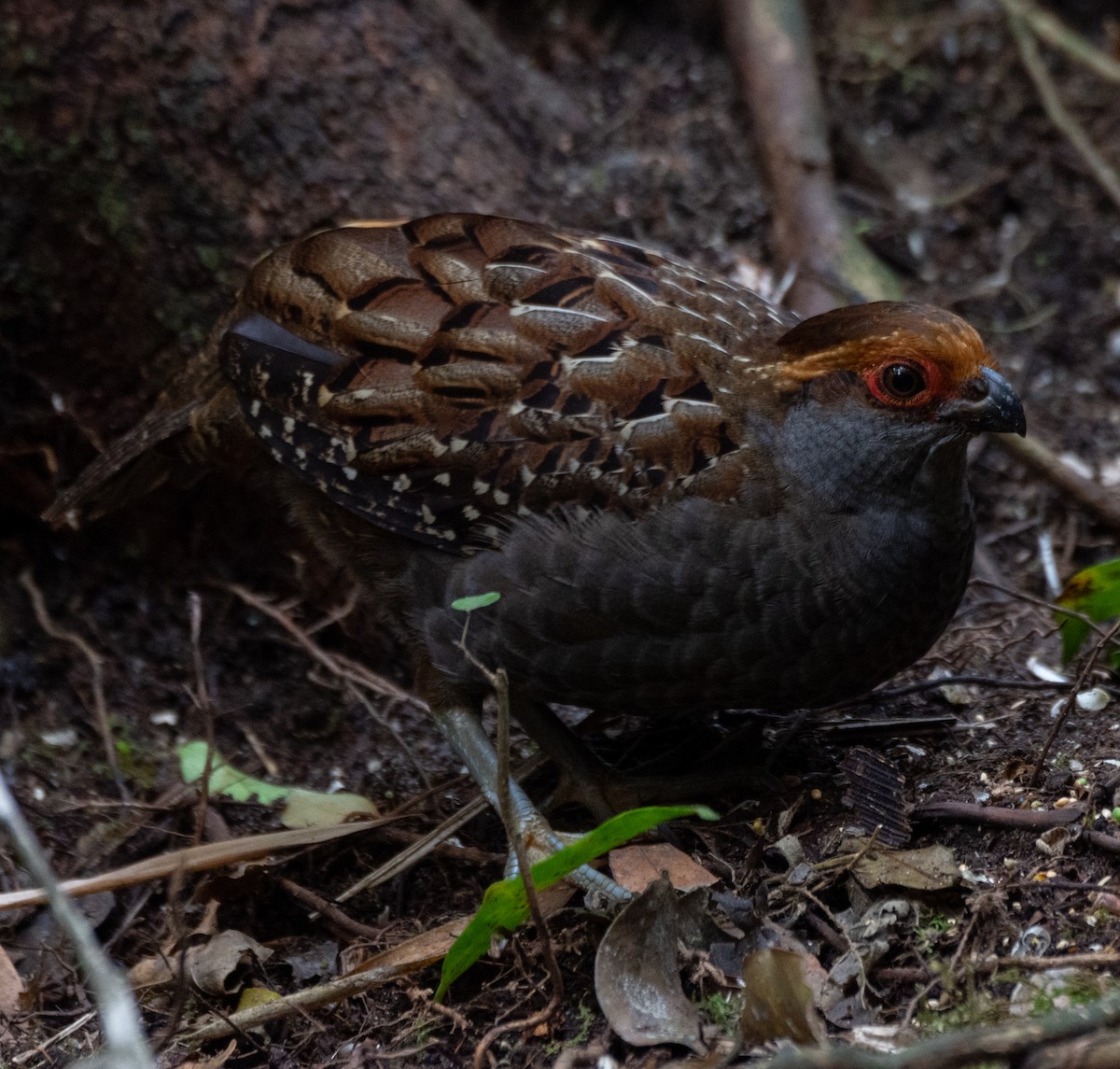 Spot-winged Wood-Quail - Renato Machado de Sobral