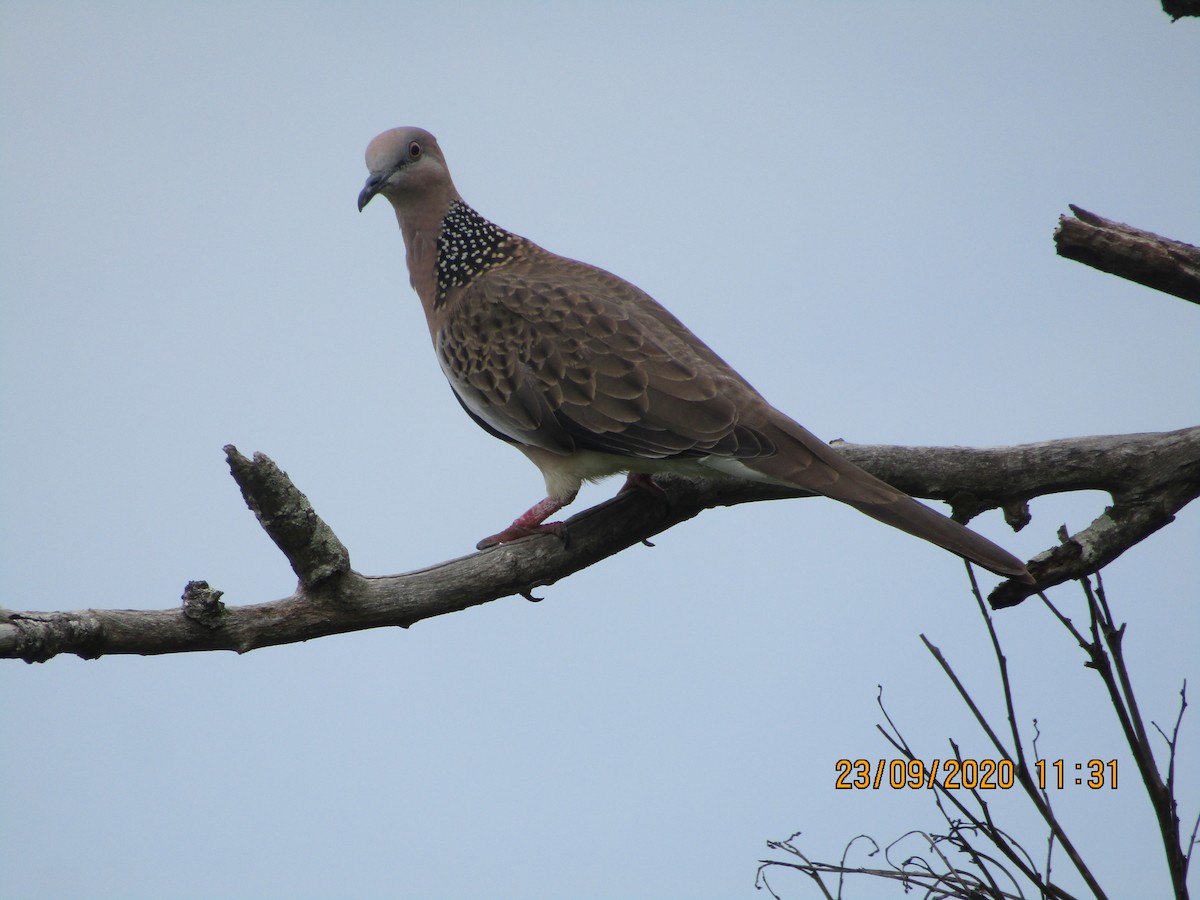 Spotted Dove - ML265333031