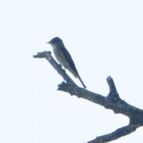 new world flycatcher sp. - ML265333411