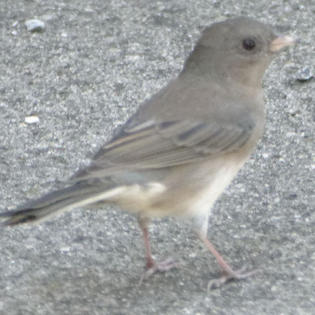 Dark-eyed Junco - ML265333531