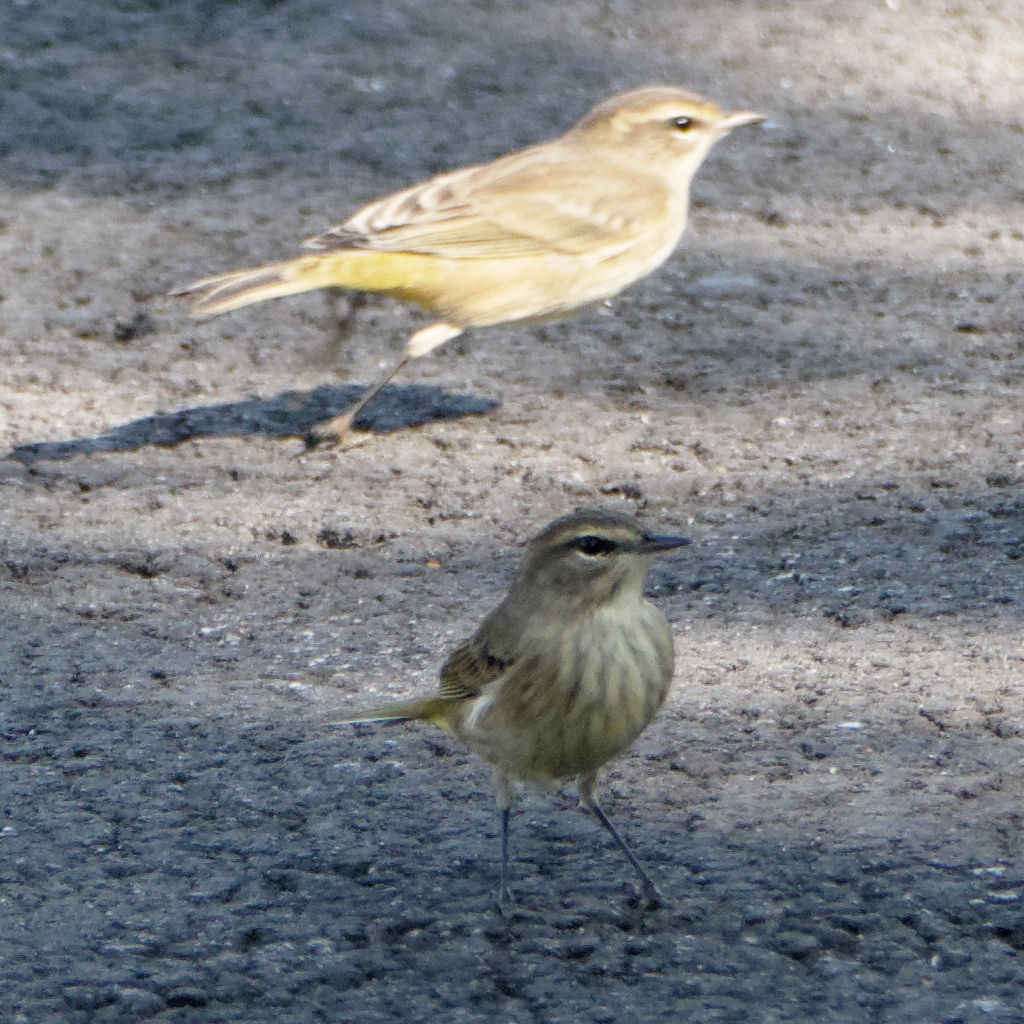 Palm Warbler - ML265333861