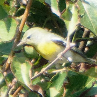 Northern Parula - ML265334041