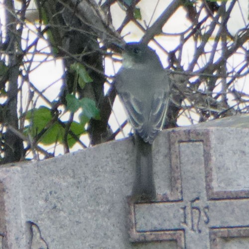 Eastern Phoebe - ML265334151