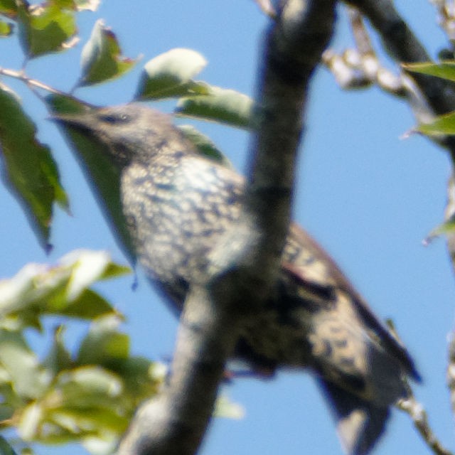 European Starling - ML265334251