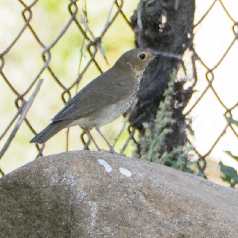 Swainson's Thrush - ML265334411