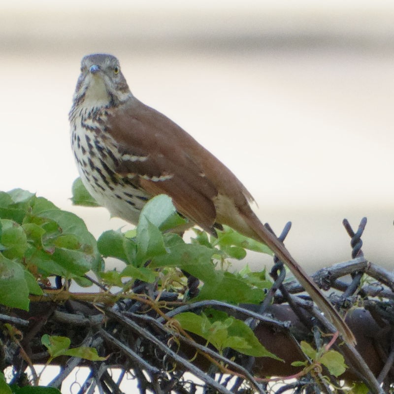 Brown Thrasher - ML265334481