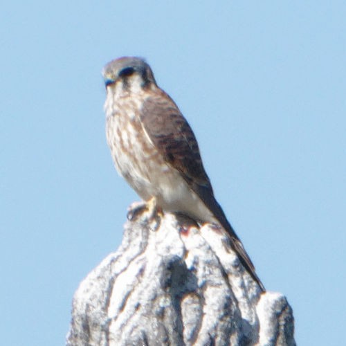 American Kestrel - ML265335081