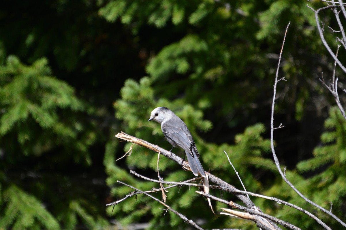 Canada Jay - Robert Davis