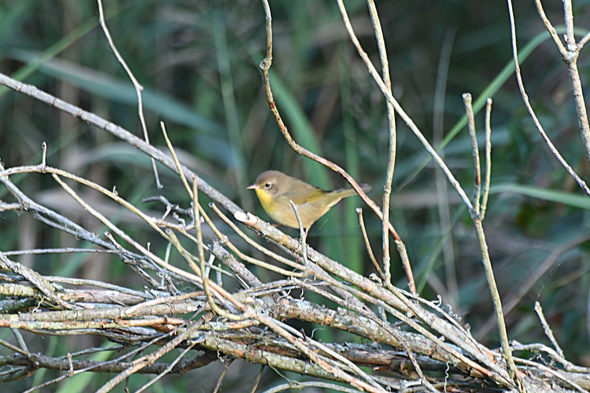 Common Yellowthroat - ML265340991