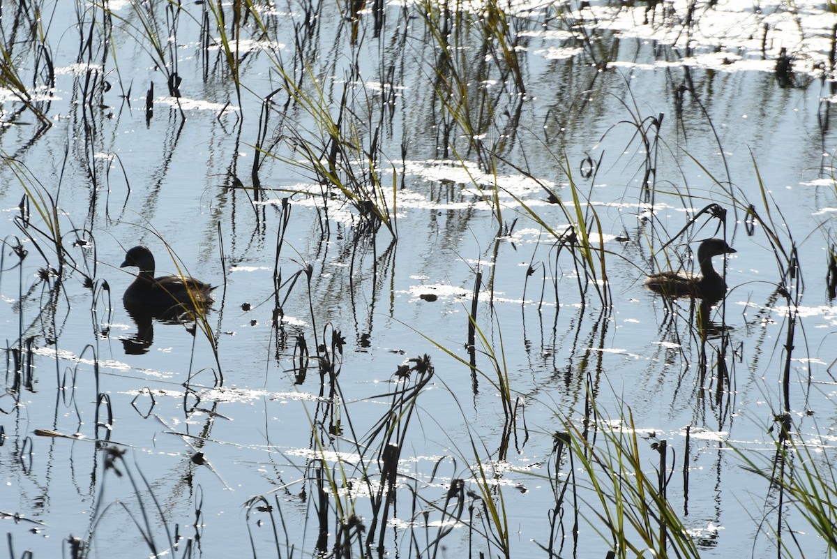 Pied-billed Grebe - ML265341131