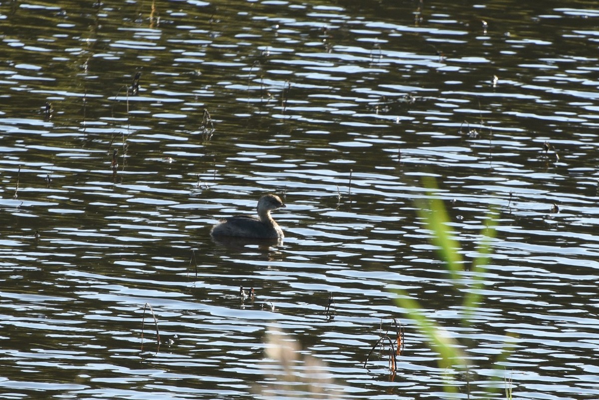 Pied-billed Grebe - ML265341161