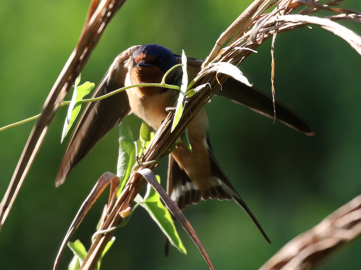 Barn Swallow - ML26534371