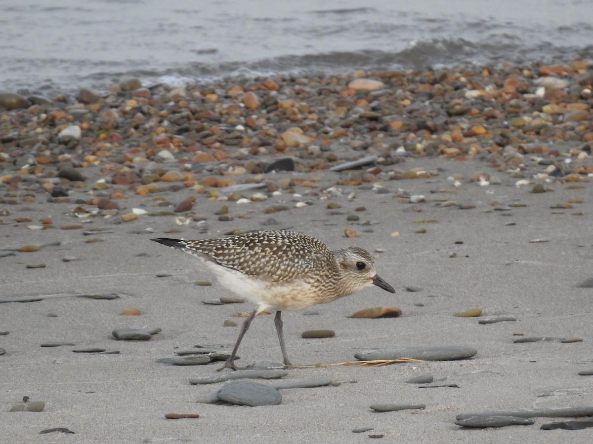 Black-bellied Plover - Matt Nusstein