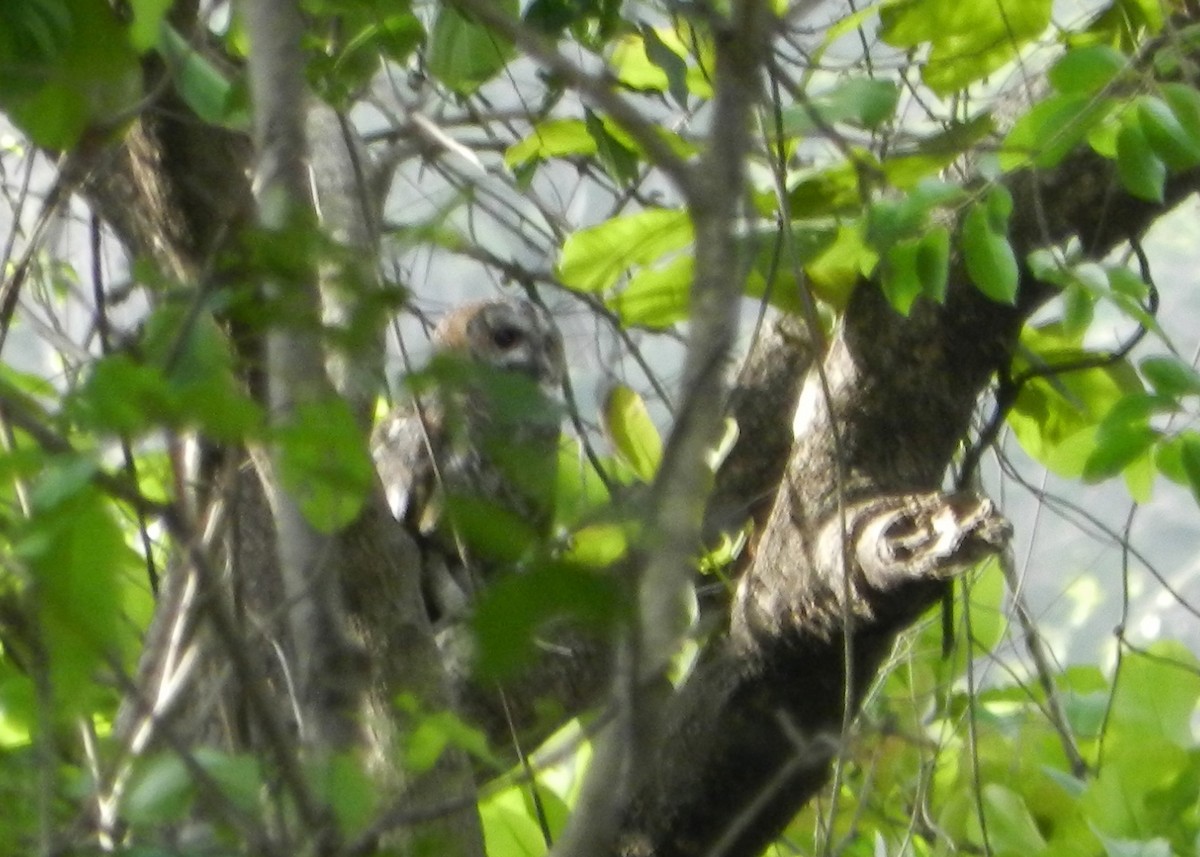 Mottled Wood-Owl - Mayuresh Parab