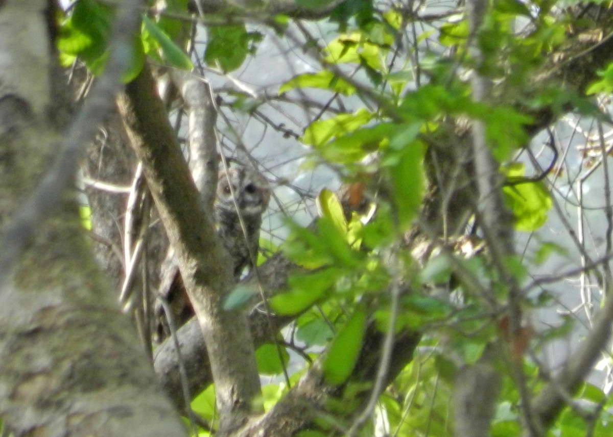 Mottled Wood-Owl - Mayuresh Parab