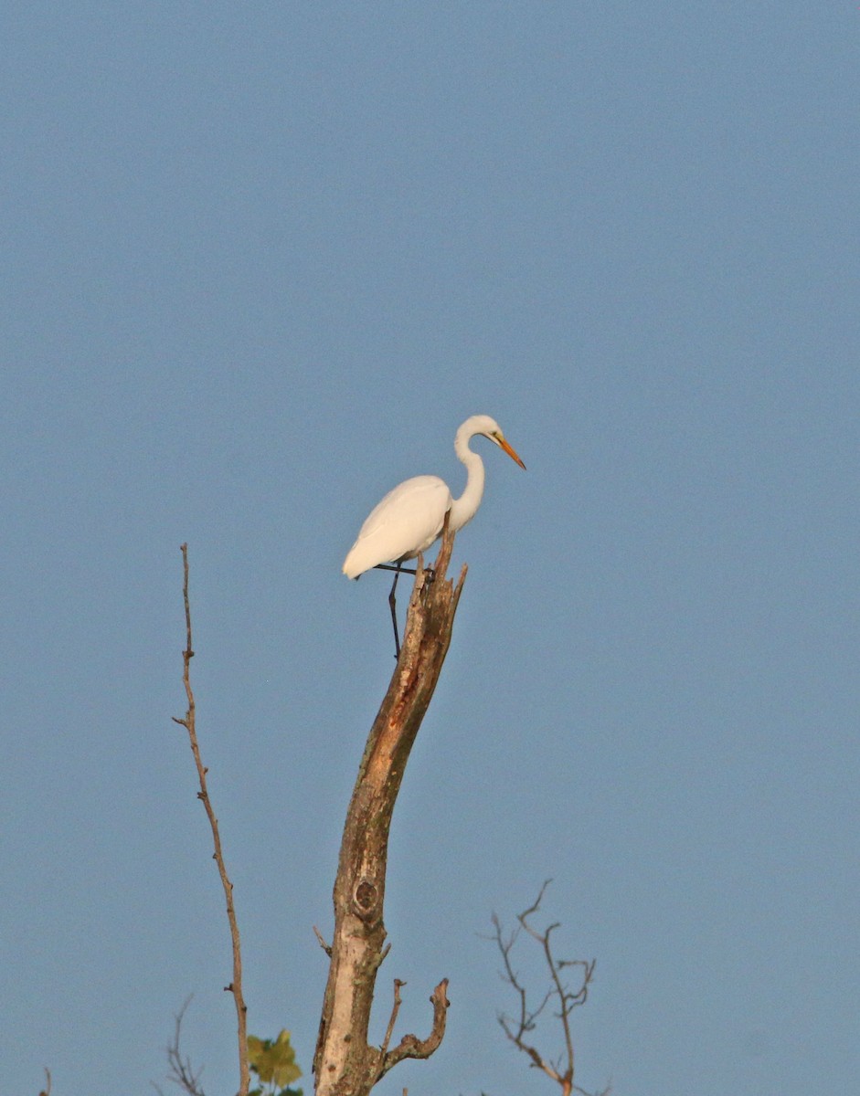 Great Egret - ML265346221