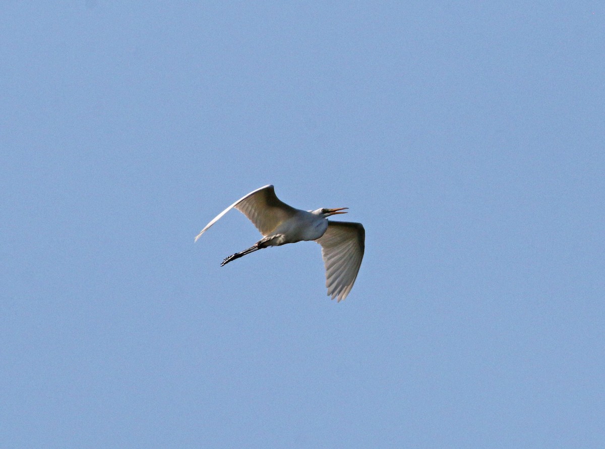 Great Egret - ML265346241