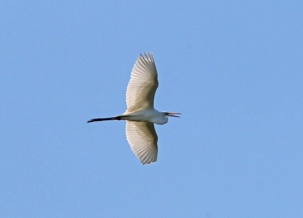 Great Egret - ML265346251