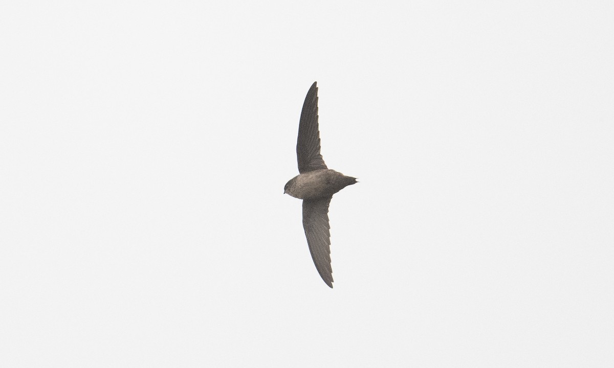 Vaux's Swift - ML265348411