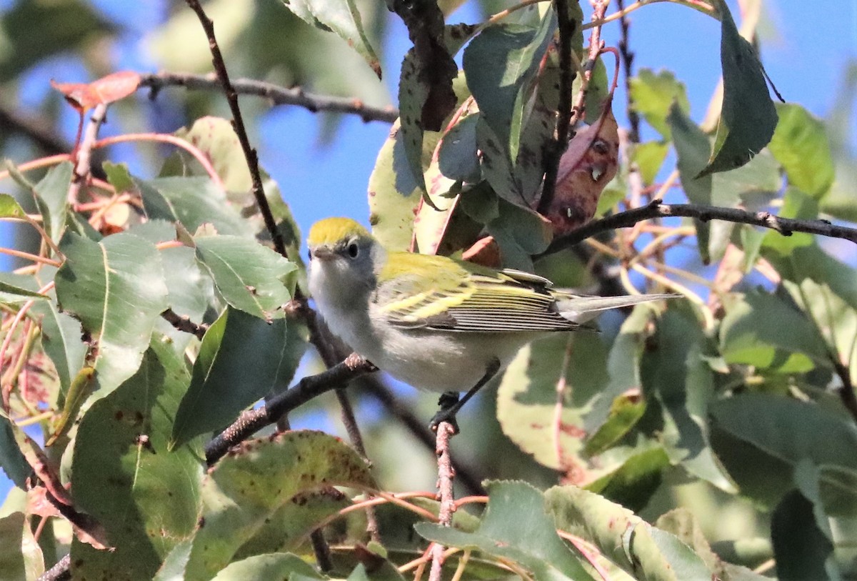 Chestnut-sided Warbler - ML265349301