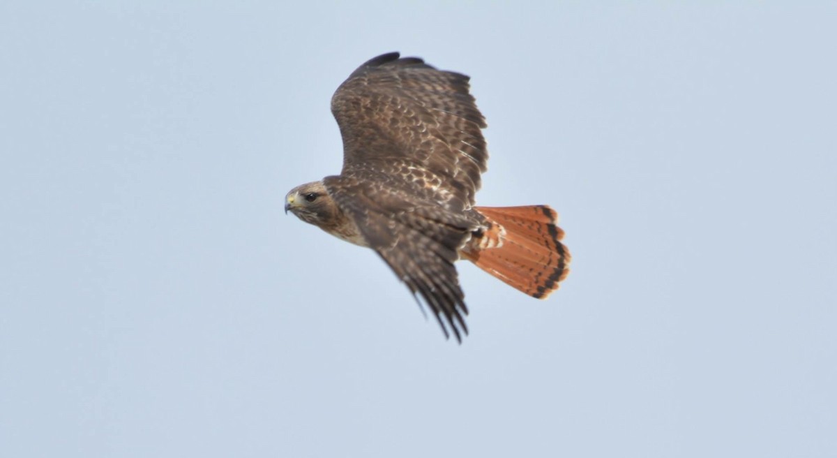 Red-tailed Hawk - ML26534931