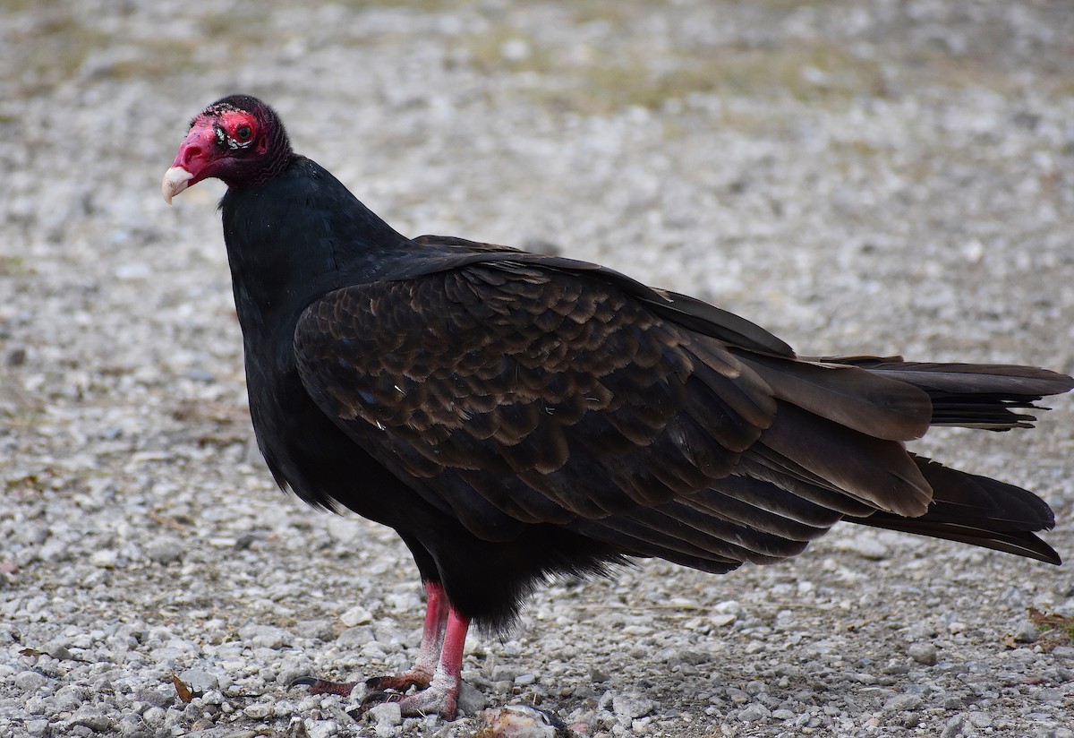 Turkey Vulture - ML265351671