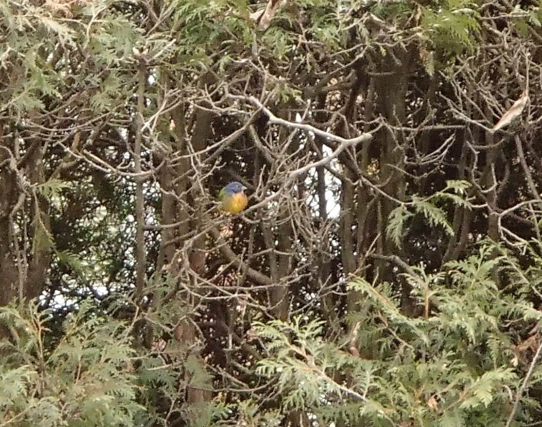 Painted Bunting - ML265351971