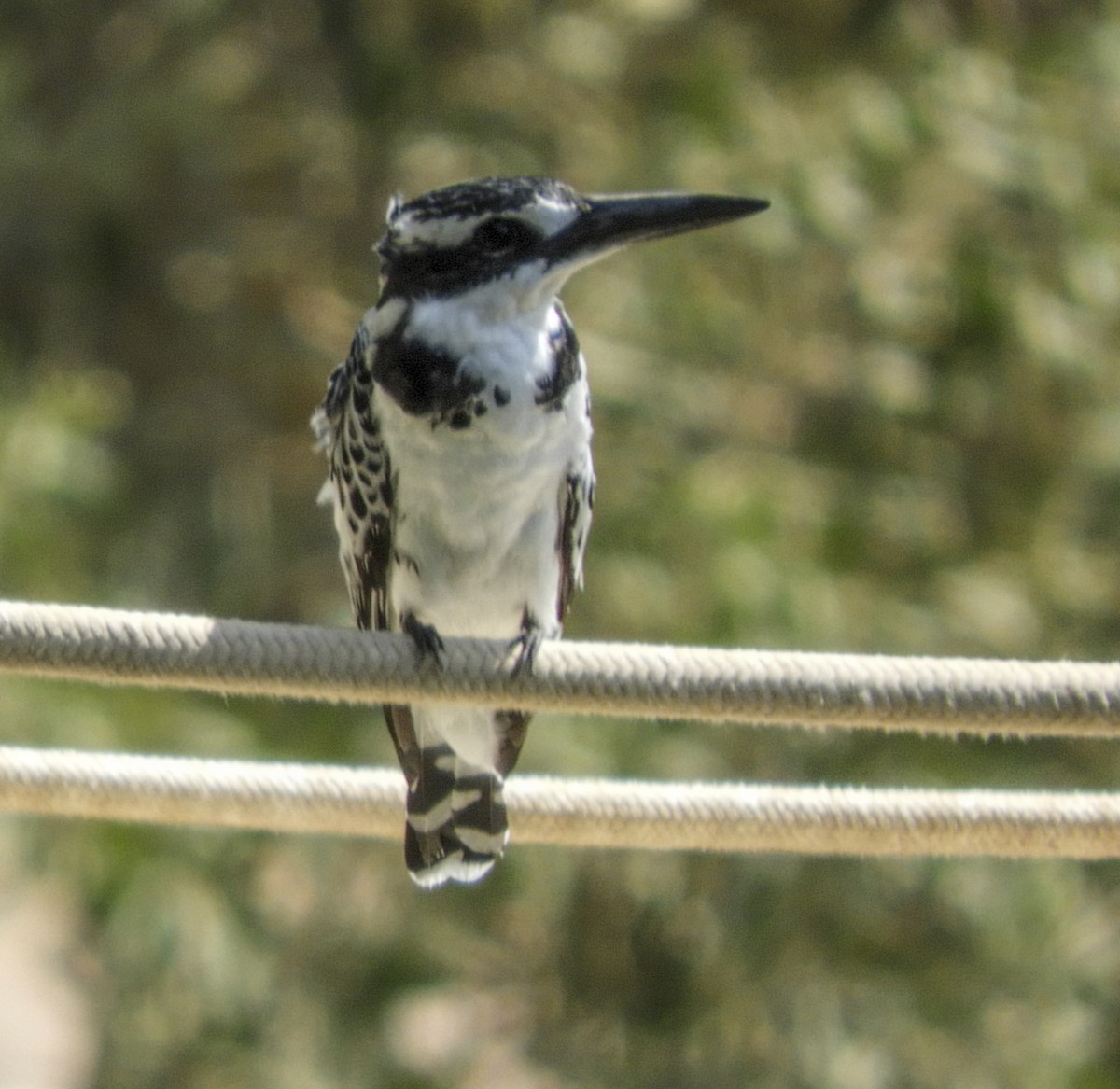 Pied Kingfisher - Georgina Cole