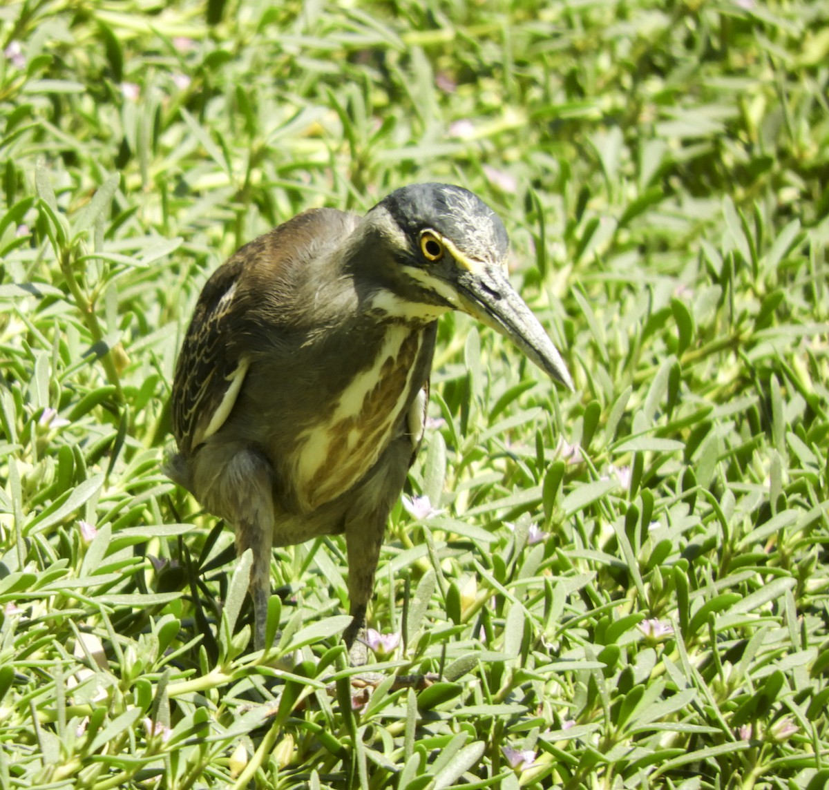 Striated Heron - Georgina Cole