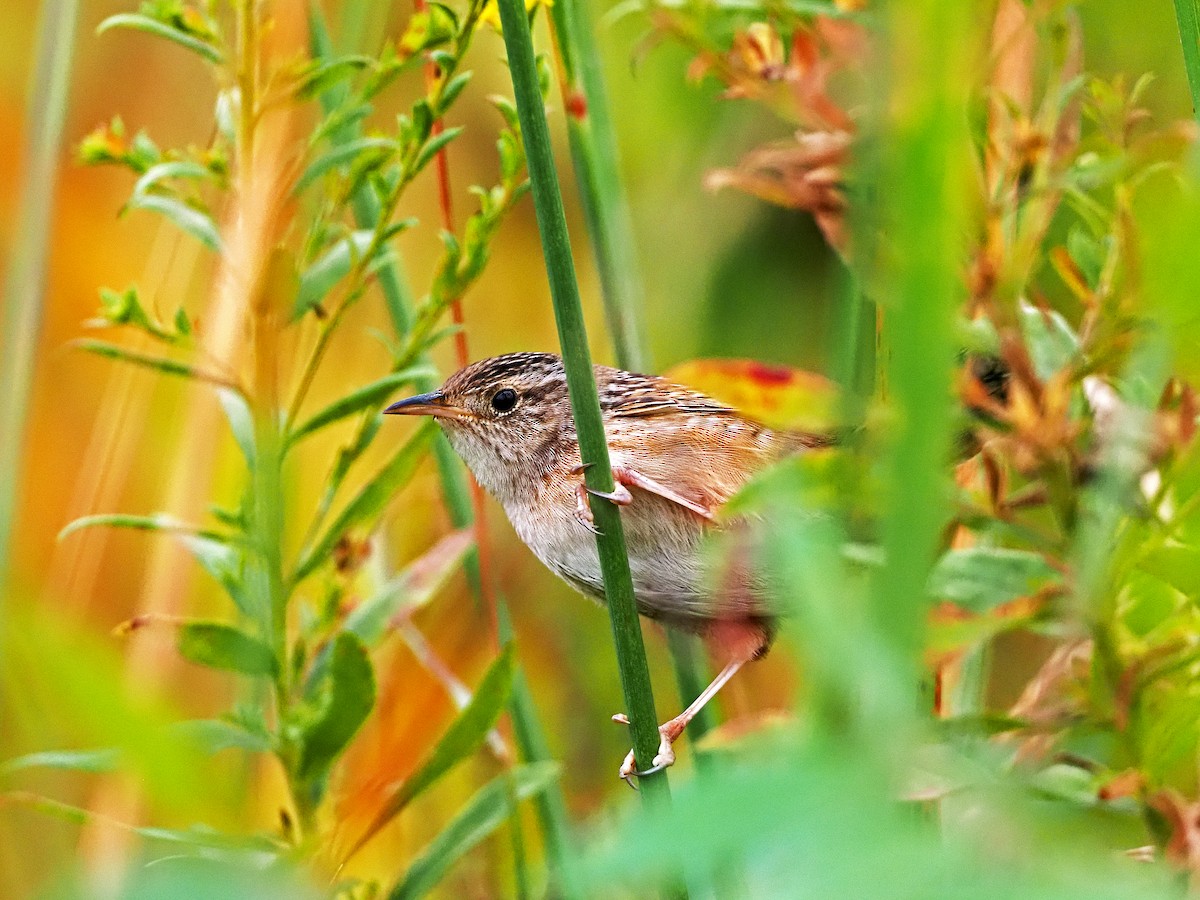 Sedge Wren - ML265353431