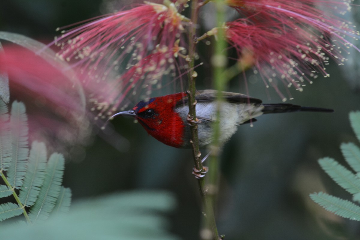 Javan Sunbird - Ari Noviyono