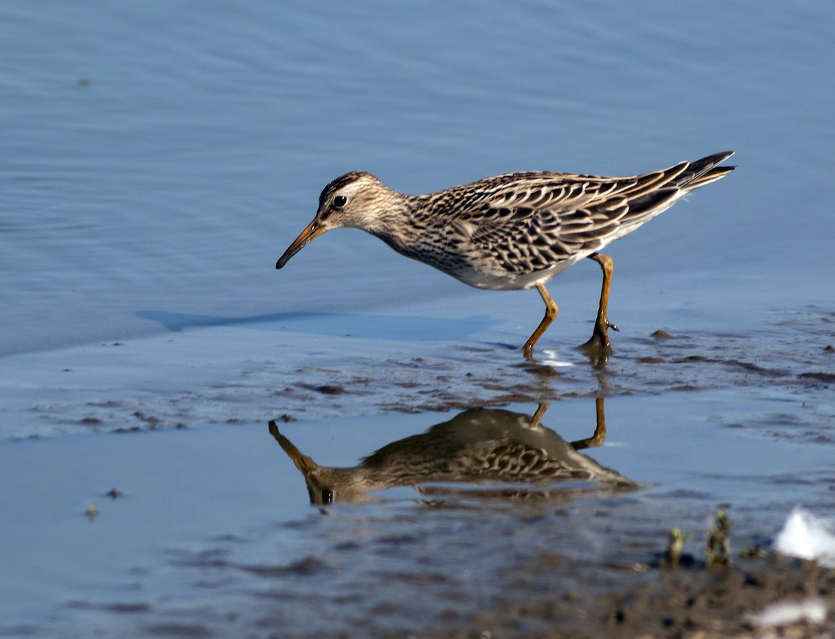 Pectoral Sandpiper - ML265355081