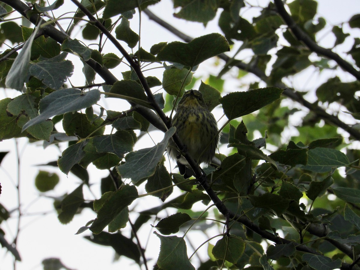 Cape May Warbler - ML265355411