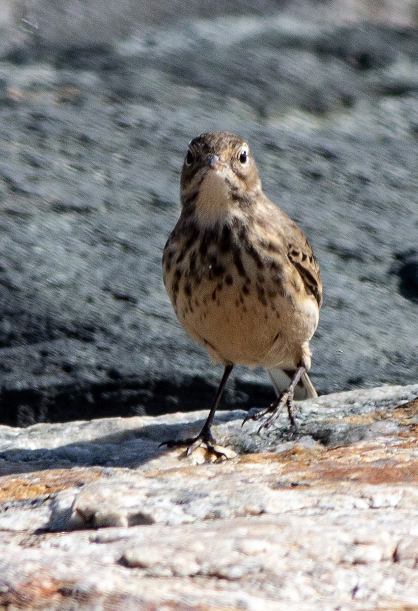 American Pipit - ML265355471